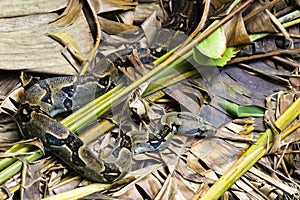 Boidae snake - Costa Rica