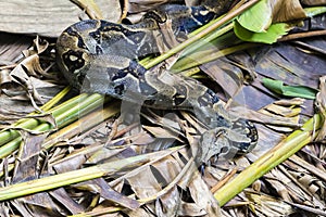 Boidae snake - Costa Rica