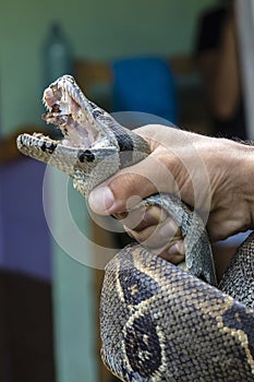 Boidae snake - Costa Rica