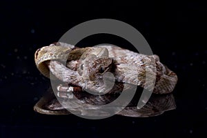 Boiga cynodon, commonly known as the dog-toothed cat snake