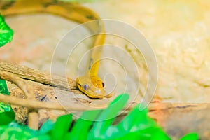 Boiga cynodon, commonly known as the dog-toothed cat snake, is a nocturnal species of rear-fanged colubrid snake endemic to Asia