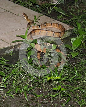 a boiga cynodon snake that entered the yard