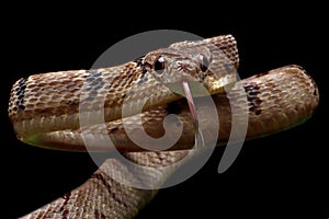 Boiga cynodon snake isolated on isolated background