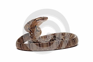 Boiga cynodon snake isolated on white background