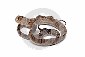 Boiga cynodon snake isolated on white background