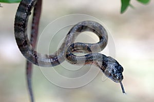 Boiga multo maculata snake closeup on branch