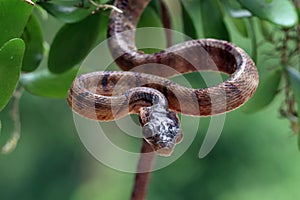 Boiga multo maculata snake closeup on branch