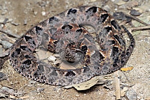 Boiga multo maculata snake closeup on branch