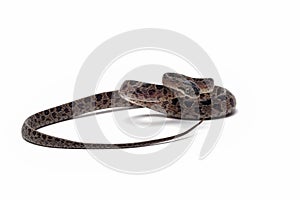 Boiga multo maculata snake closeup on white background