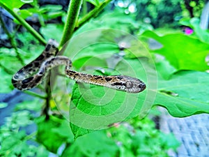 Boiga multomaculata is a species of colubrid snake