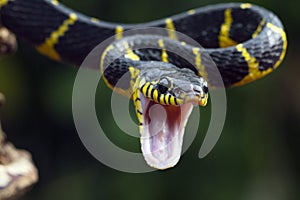 Boiga snake dendrophila yellow ringed, Head of Boiga dendrophila, animal closeup