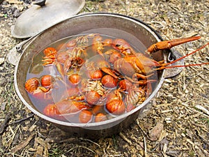 Boiled cancers in a cauldron on a picnic photo