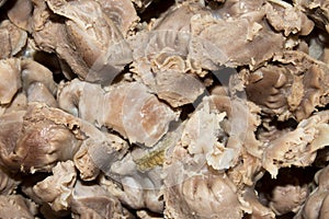Boiled chicken stomachs. photo