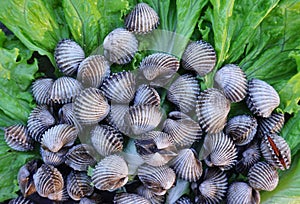 Boiled cockles placed on vegetable salad seafood healthy food iron supplement nourish the blood maintain health