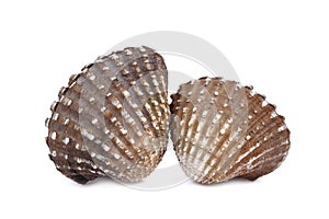 Boiled cockles or scallop isolated on white background
