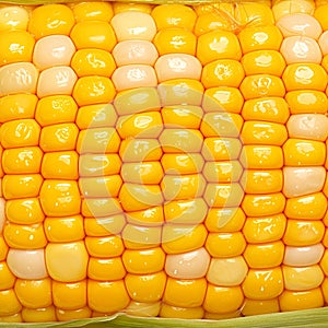 Boiled corn close up Rows of fresh golden yellow corn kernels