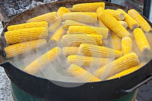 Boiled corn on the cob