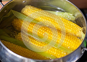 Boiled corn on the cob, saucepan with boiling water, close-up