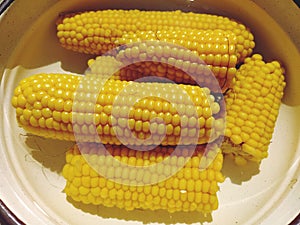 Boiled corn in an enamel pot. Cobs of fresh bright yellow corn lie in the water