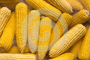 Boiled corn in metal pot