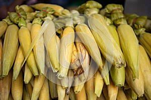 Boiled corn for sell