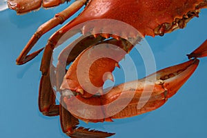 Boiled Crab Abstract