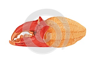 Boiled crab claws crab meat with crab meat isolated on white background.