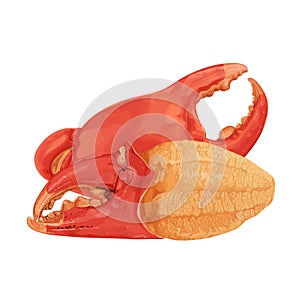 Boiled crab claws crab meat with crab meat isolated on white background.