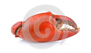 Boiled crab claws isolated