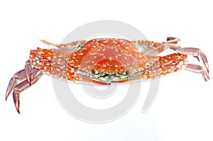 Boiled crab isolated