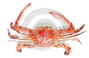 Boiled crab isolated