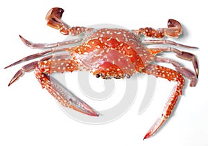 Boiled crab isolated