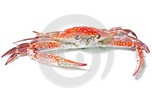 Boiled crab isolated