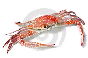 Boiled crab isolated