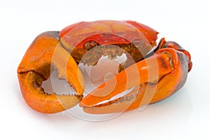 Boiled crab shell and craw on white