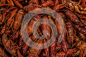 Boiled crawfish, Cancers to beer, dill, beer snacks