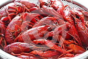 Boiled crawfish, clayfish party