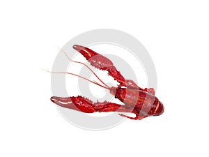 Boiled crawfish isolated on white