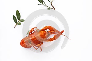 Boiled crawfish isolated on white. top view. Flat lay.
