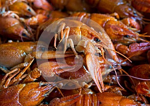 Boiled crawfish in a large number of lay slide