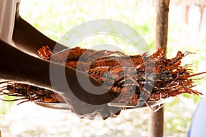 Boiled crawfish served by native woman