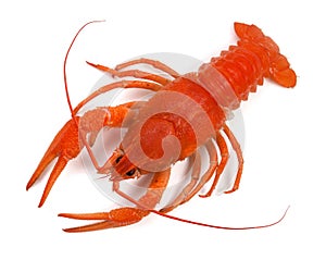 Boiled crayfish