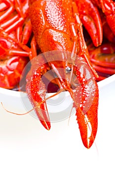 Boiled Crayfish