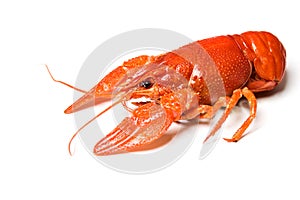 Boiled crayfish