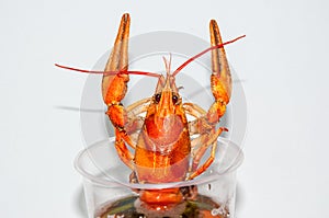 Boiled crayfish beer snack. ..