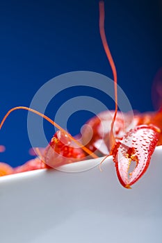 Boiled Crayfish claws