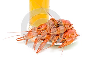 Boiled crayfish closeup