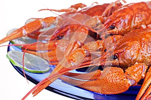 Boiled crayfish on a plate. Red crustaceans with large claws, on a white background
