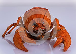 Boiled crayfish