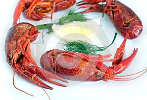 Boiled crayfish on white closeup